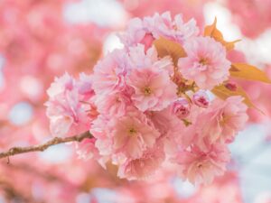 cherry blossoms, sakura, pink flowers-7839659.jpg