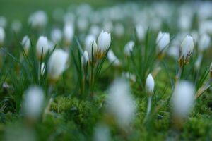 flower, crocuses, early bloomer-7814047.jpg