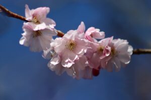 higan cherry, flowering branch, spring-7822456.jpg